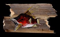 "Hogfish that Bonds"  11" x 20"  Capturing a beautiful hogfish in action, as I spearfish in our S. FL waters.